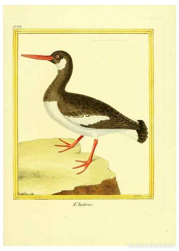 Collection Magazines and Newspapers: Reproducci&oacute;n/Reproduction 49640512256: Planches enlumin&eacute;es d'histoire naturelle. Paris? :s.n.,1765-1