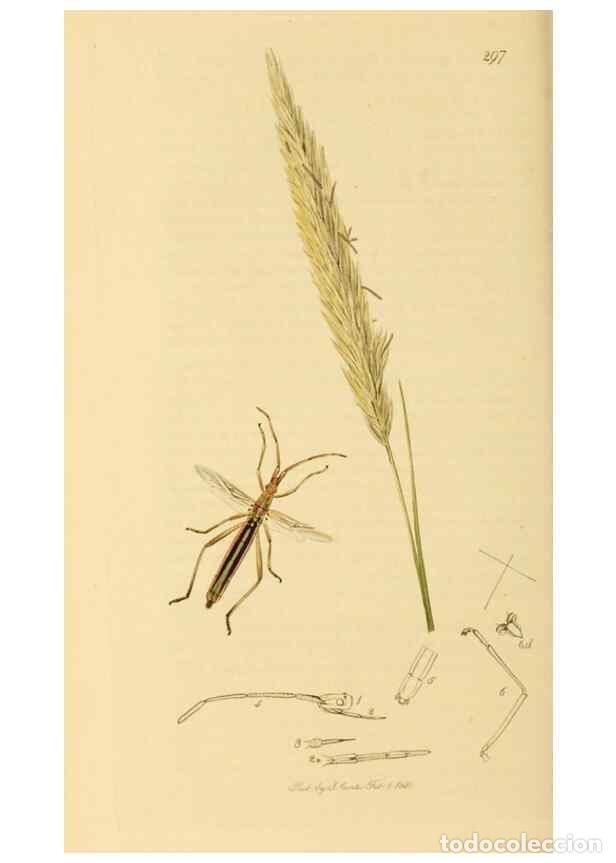 Collection Magazines and Newspapers: Reproducci&oacute;n/Reproduction 49640349468: British entomology :. London,Printed for the author,1823-1840