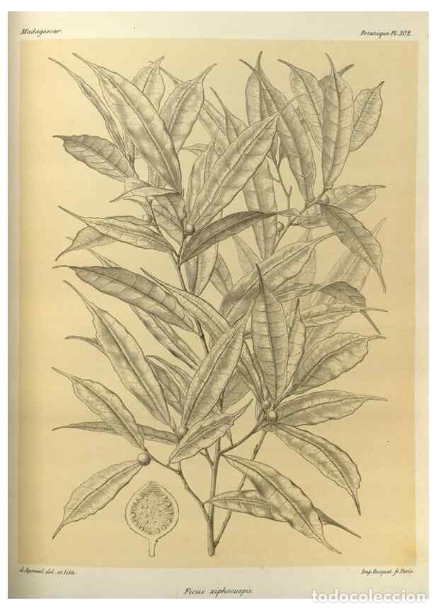 Collezionismo di Riviste e Giornali: Reproducci&oacute;n/Reproduction 49786041996: Histoire physique, naturelle, et politique de Madagascar. Par