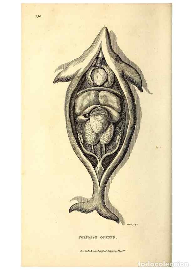 Collezionismo di Riviste e Giornali: Reproducci&oacute;n/Reproduction 49826864702: General zoology, or Systematic natural history. London,Printe