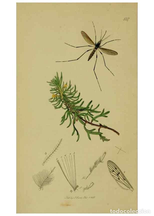 Collezionismo di Riviste e Giornali: Reproducci&oacute;n/Reproduction 49641193392: British entomology :. London,Printed for the author,1823-1840