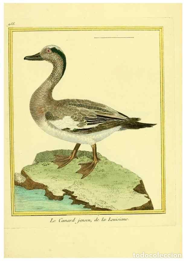 Collezionismo di Riviste e Giornali: Reproducci&oacute;n/Reproduction 49639996433: Planches enlumin&eacute;es d'histoire naturelle. Paris? :s.n.,1765-1