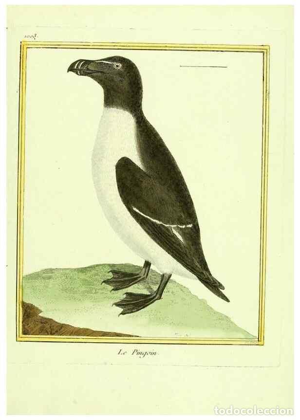 Collezionismo di Riviste e Giornali: Reproducci&oacute;n/Reproduction 49640533341: Planches enlumin&eacute;es d'histoire naturelle. Paris? :s.n.,1765-1