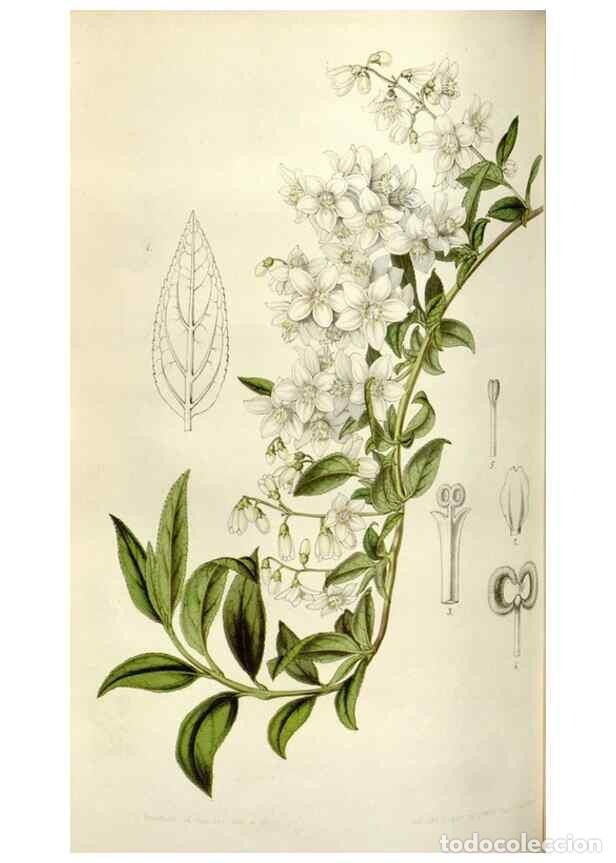 Collezionismo di Riviste e Giornali: Reproducci&oacute;n/Reproduction 49643479176: Flore des serres et des jardins de l'Europe. A Gand :chez Lou