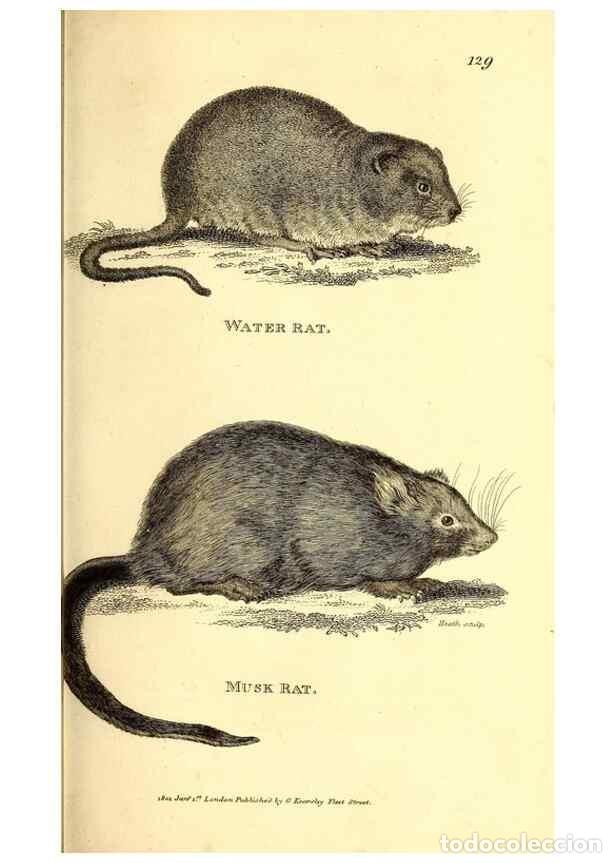 Collezionismo di Riviste e Giornali: Reproducci&oacute;n/Reproduction 49826831902: General zoology, or Systematic natural history. London,Printe