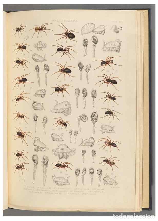 Collection Magazines and Newspapers: Reproducci&oacute;n/Reproduction 49642888588: A history of the spiders of Great Britain and Ireland /. Lond