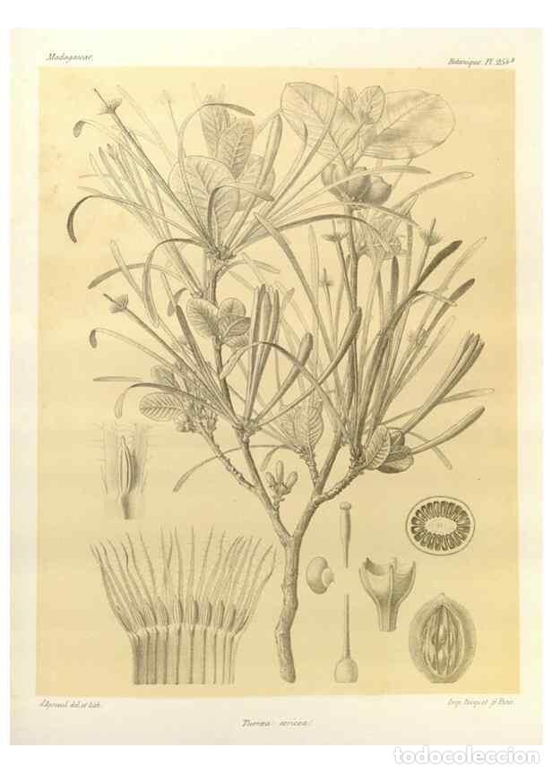 Collection Magazines and Newspapers: Reproducci&oacute;n/Reproduction 49785943301: Histoire physique, naturelle, et politique de Madagascar. Par