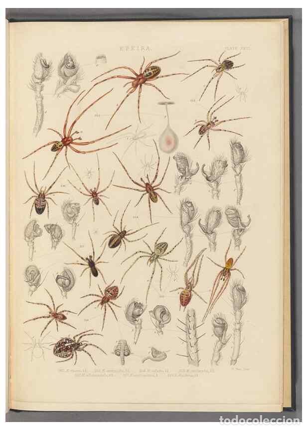 Collection Magazines and Newspapers: Reproducci&oacute;n/Reproduction 49642889283: A history of the spiders of Great Britain and Ireland /. Lond