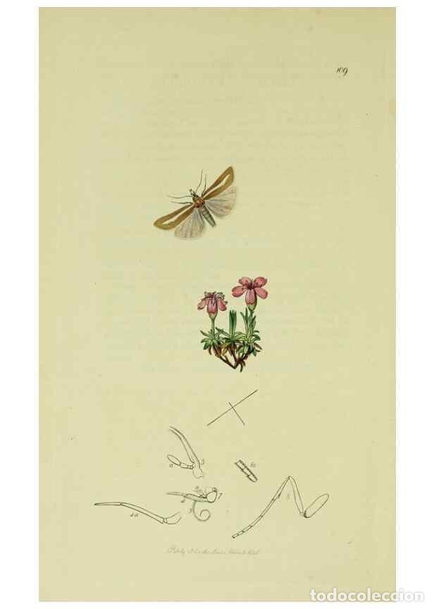 Collection Magazines and Newspapers: Reproducci&oacute;n/Reproduction 49640278928: British entomology :. London,Printed for the author,1823-1840