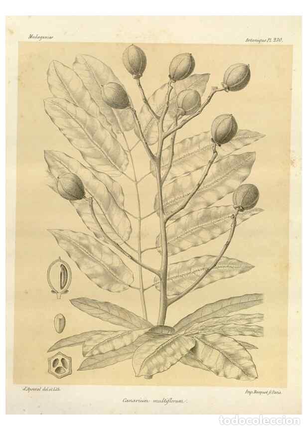 Collection Magazines and Newspapers: Reproducci&oacute;n/Reproduction 49786253197: Histoire physique, naturelle, et politique de Madagascar. Par