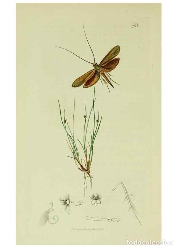 Collection Magazines and Newspapers: Reproducci&oacute;n/Reproduction 49640280433: British entomology :. London,Printed for the author,1823-1840