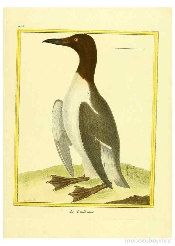 Collection Magazines and Newspapers: Reproducci&oacute;n/Reproduction 49640777522: Planches enlumin&eacute;es d'histoire naturelle. Paris? :s.n.,1765-1