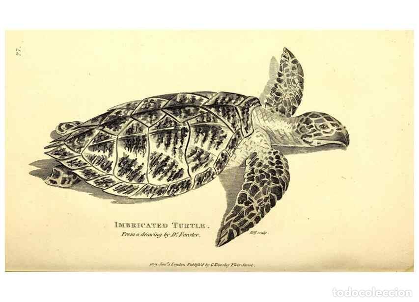 Collection Magazines and Newspapers: Reproducci&oacute;n/Reproduction 49826840446: General zoology, or Systematic natural history. London,Printe