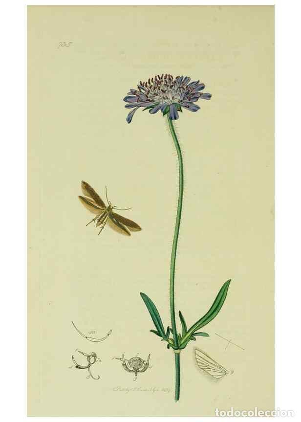 Collection Magazines and Newspapers: Reproducci&oacute;n/Reproduction 49641078307: British entomology :. London,Printed for the author,1823-1840