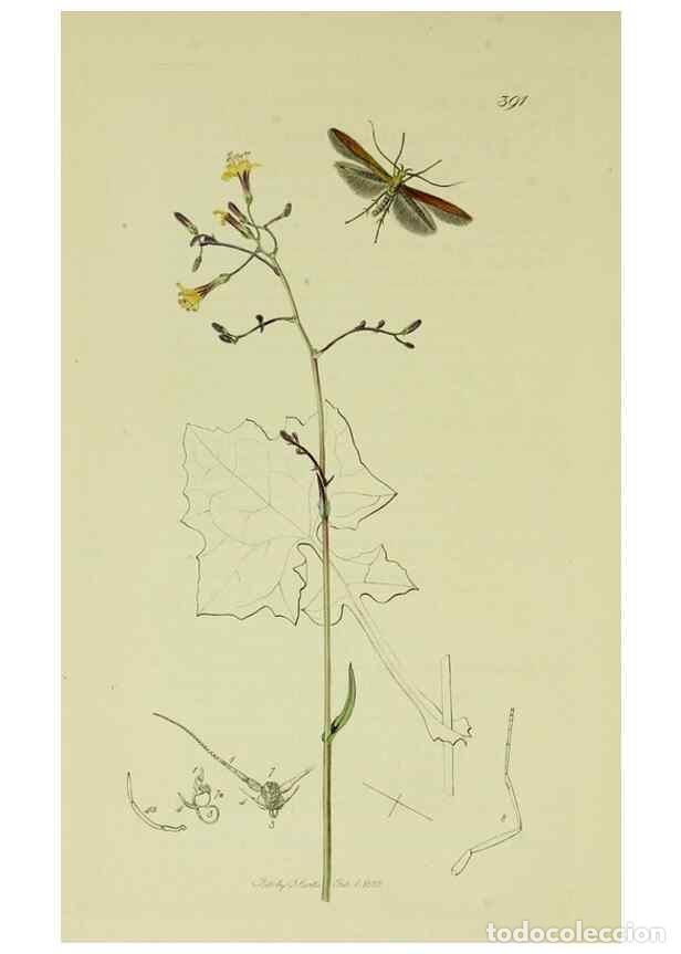 Collection Magazines and Newspapers: Reproducci&oacute;n/Reproduction 49640283808: British entomology :. London,Printed for the author,1823-1840