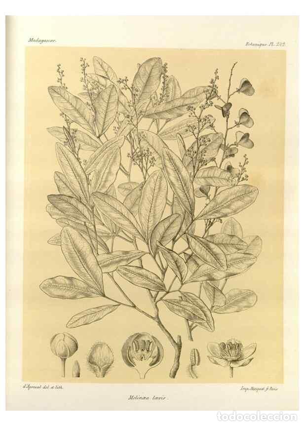 Collection Magazines and Newspapers: Reproducci&oacute;n/Reproduction 49786257972: Histoire physique, naturelle, et politique de Madagascar. Par