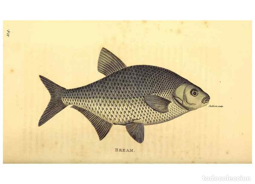 Sammeln von Zeitschriften und Zeitungen: Reproducci&oacute;n/Reproduction 49826523743: General zoology, or Systematic natural history. London,Printe