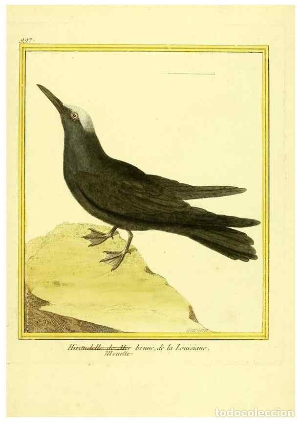 Sammeln von Zeitschriften und Zeitungen: Reproducci&oacute;n/Reproduction 49640008513: Planches enlumin&eacute;es d'histoire naturelle. Paris? :s.n.,1765-1