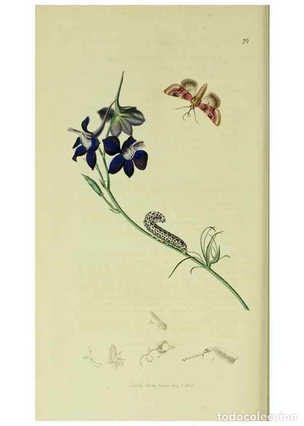 Sammeln von Zeitschriften und Zeitungen: Reproducci&oacute;n/Reproduction 49640715671: British entomology :. London,Printed for the author,1823-1840