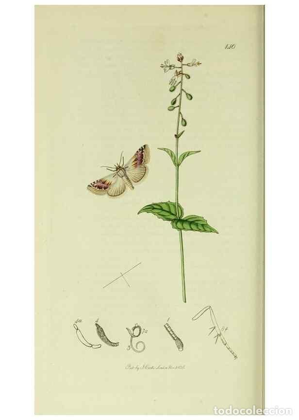 Sammeln von Zeitschriften und Zeitungen: Reproducci&oacute;n/Reproduction 49640990597: British entomology :. London,Printed for the author,1823-1840