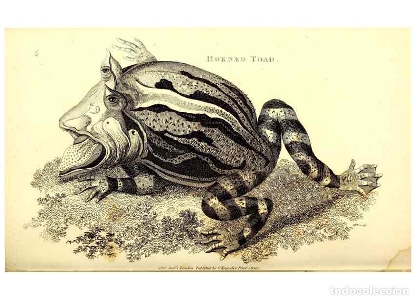 Sammeln von Zeitschriften und Zeitungen: Reproducci&oacute;n/Reproduction 49826313948: General zoology, or Systematic natural history. London,Printe