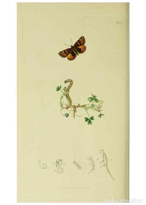 Sammeln von Zeitschriften und Zeitungen: Reproducci&oacute;n/Reproduction 49640992077: British entomology :. London,Printed for the author,1823-1840