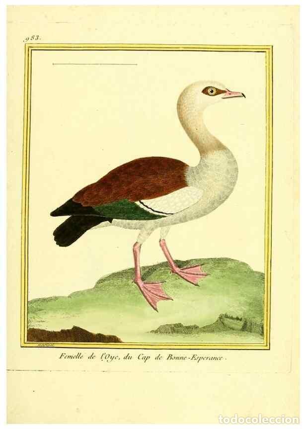 Sammeln von Zeitschriften und Zeitungen: Reproducci&oacute;n/Reproduction 49640004588: Planches enlumin&eacute;es d'histoire naturelle. Paris? :s.n.,1765-1