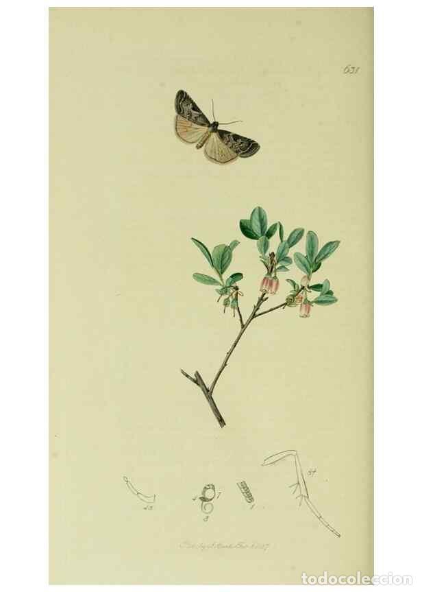 Sammeln von Zeitschriften und Zeitungen: Reproducci&oacute;n/Reproduction 49640717971: British entomology :. London,Printed for the author,1823-1840