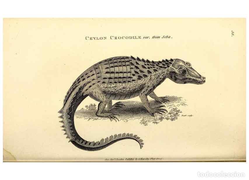 Sammeln von Zeitschriften und Zeitungen: Reproducci&oacute;n/Reproduction 49826851276: General zoology, or Systematic natural history. London,Printe