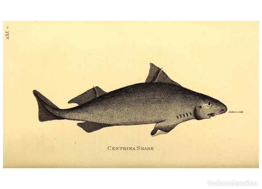 Sammeln von Zeitschriften und Zeitungen: Reproducci&oacute;n/Reproduction 49826532073: General zoology, or Systematic natural history. London,Printe