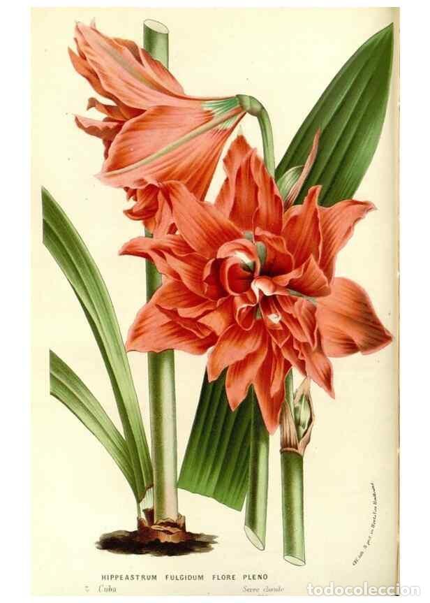 Sammeln von Zeitschriften und Zeitungen: Reproducci&oacute;n/Reproduction 49587779551: Flore des serres et des jardins de l'Europe. A Gand :chez Lou