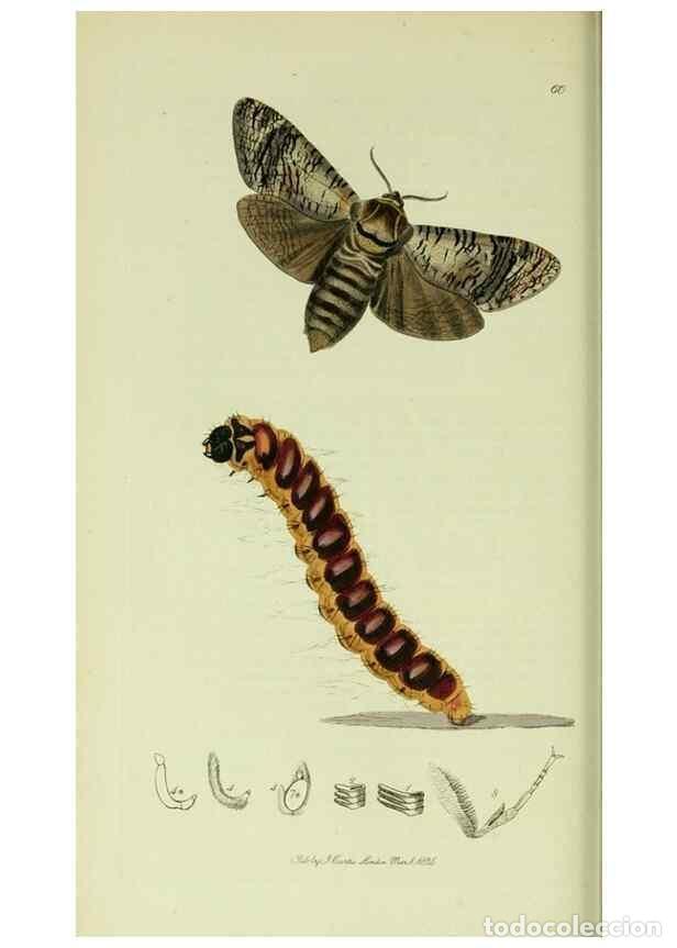 Collezionismo di Riviste e Giornali: Reproducci&oacute;n/Reproduction 49640699551: British entomology :. London,Printed for the author,1823-1840