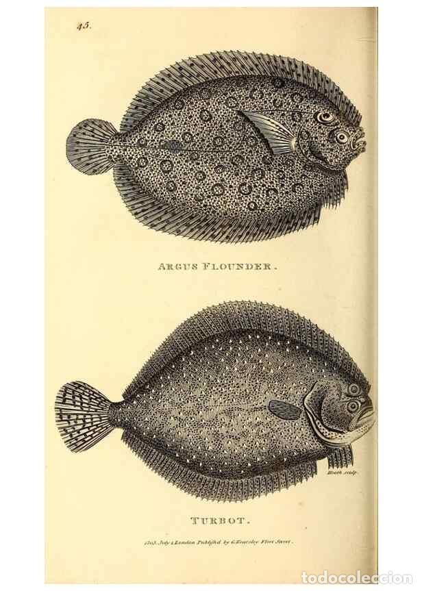 Collezionismo di Riviste e Giornali: Reproducci&oacute;n/Reproduction 49826656986: General zoology, or Systematic natural history. London,Printe