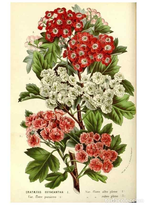 Collezionismo di Riviste e Giornali: Reproducci&oacute;n/Reproduction 49587774136: Flore des serres et des jardins de l'Europe. A Gand :chez Lou