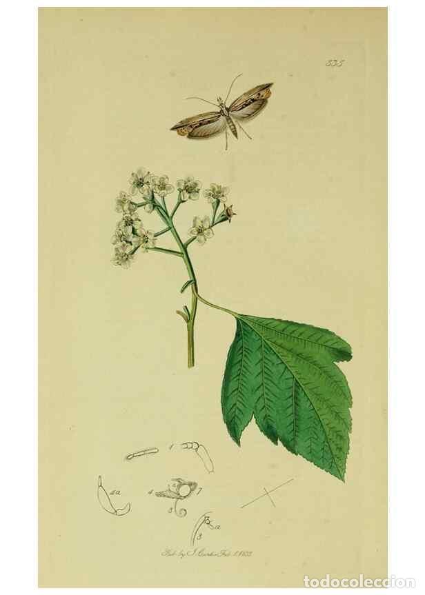 Collezionismo di Riviste e Giornali: Reproducci&oacute;n/Reproduction 49640800631: British entomology :. London,Printed for the author,1823-1840