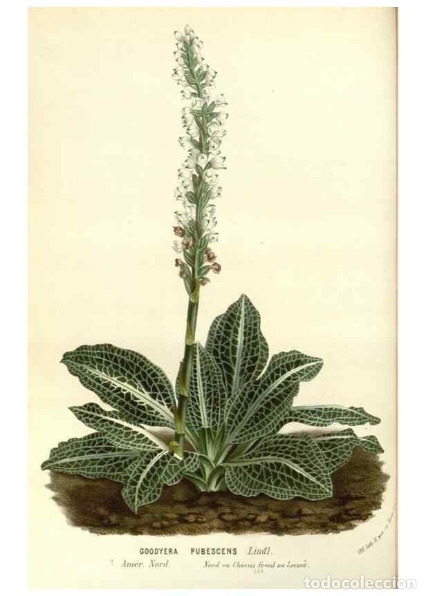 Collezionismo di Riviste e Giornali: Reproducci&oacute;n/Reproduction 49587286728: Flore des serres et des jardins de l'Europe. A Gand :chez Lou