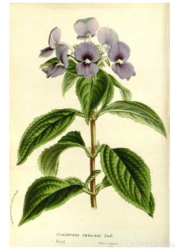 Collezionismo di Riviste e Giornali: Reproducci&oacute;n/Reproduction 49587776611: Flore des serres et des jardins de l'Europe. A Gand :chez Lou