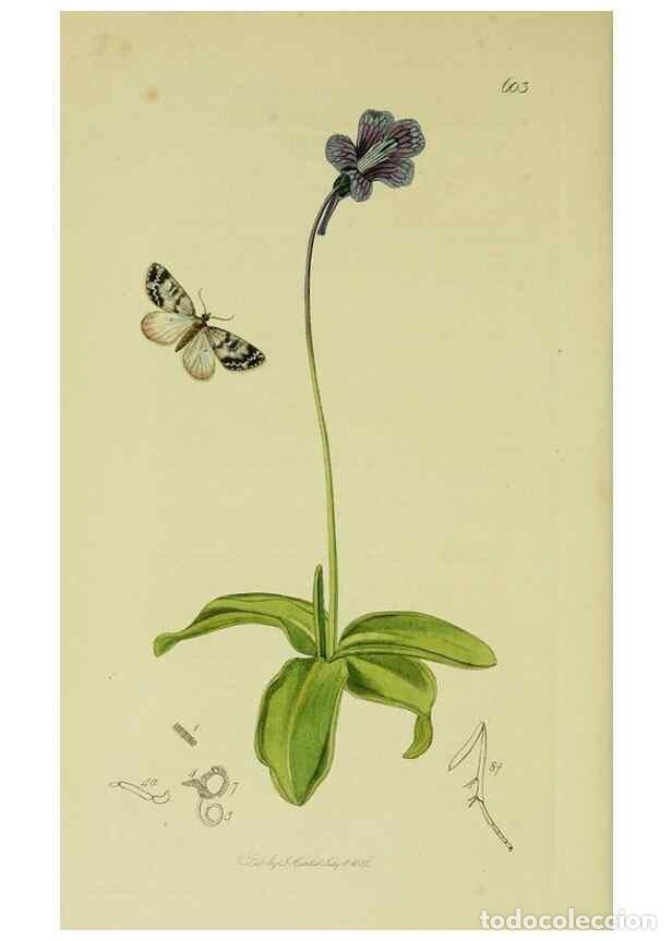 Collezionismo di Riviste e Giornali: Reproducci&oacute;n/Reproduction 49640786456: British entomology :. London,Printed for the author,1823-1840