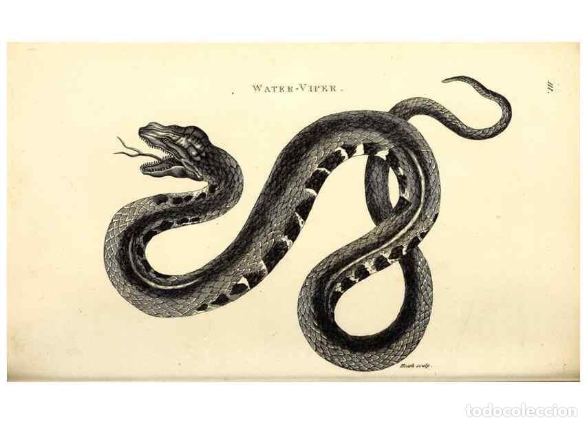 Collezionismo di Riviste e Giornali: Reproducci&oacute;n/Reproduction 49827185477: General zoology, or Systematic natural history. London,Printe