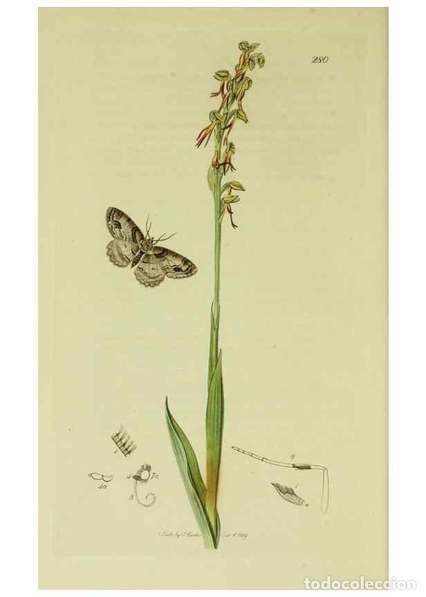 Coleccionismo de Revistas y Peri&oacute;dicos: Reproducci&oacute;n/Reproduction 49640259598: British entomology :. London,Printed for the author,1823-1840