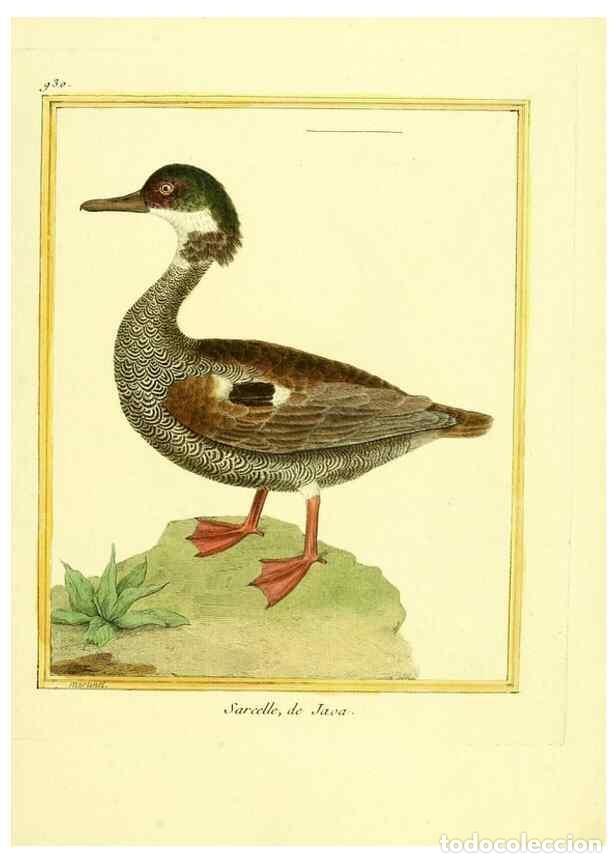 Coleccionismo de Revistas y Peri&oacute;dicos: Reproducci&oacute;n/Reproduction 49640512566: Planches enlumin&eacute;es d'histoire naturelle. Paris? :s.n.,1765-1