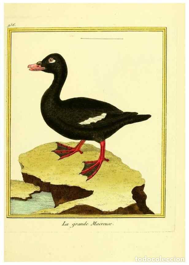 Coleccionismo de Revistas y Peri&oacute;dicos: Reproducci&oacute;n/Reproduction 49640792697: Planches enlumin&eacute;es d'histoire naturelle. Paris? :s.n.,1765-1