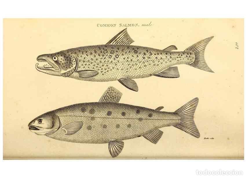 Coleccionismo de Revistas y Peri&oacute;dicos: Reproducci&oacute;n/Reproduction 49827050671: General zoology, or Systematic natural history. London,Printe