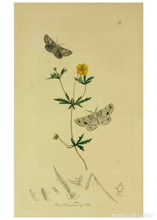 Coleccionismo de Revistas y Peri&oacute;dicos: Reproducci&oacute;n/Reproduction 49640256393: British entomology :. London,Printed for the author,1823-1840