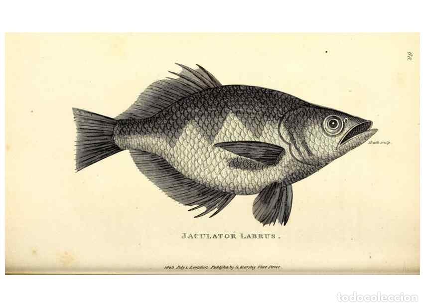 Coleccionismo de Revistas y Peri&oacute;dicos: Reproducci&oacute;n/Reproduction 49826131373: General zoology, or Systematic natural history. London,Printe