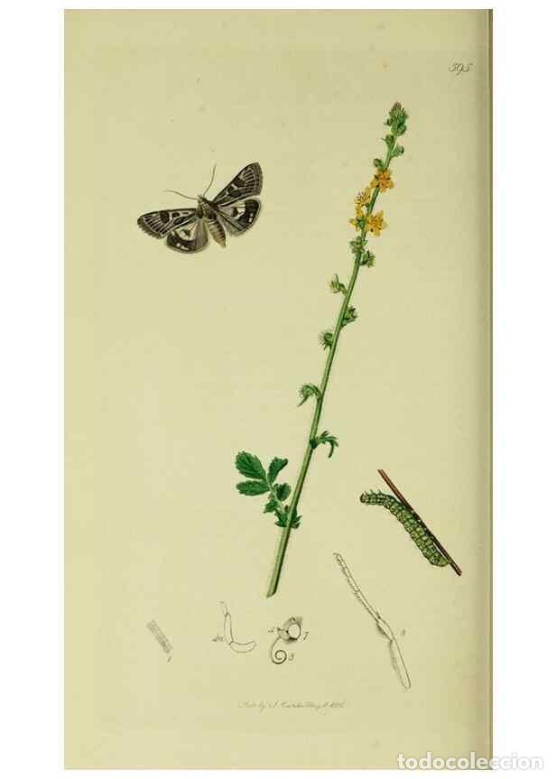 Coleccionismo de Revistas y Peri&oacute;dicos: Reproducci&oacute;n/Reproduction 49640989692: British entomology :. London,Printed for the author,1823-1840