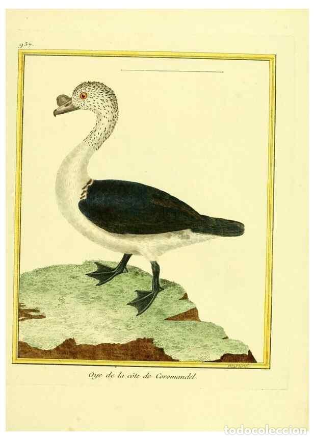 Coleccionismo de Revistas y Peri&oacute;dicos: Reproducci&oacute;n/Reproduction 49640514531: Planches enlumin&eacute;es d'histoire naturelle. Paris? :s.n.,1765-1