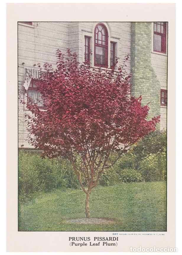 Collectionnisme de Revues et Journaux: Reproducci&oacute;n/Reproduction 49831521972: Descriptive plate-book. Newark, N.Y. :Knight & Bostwick,[19--