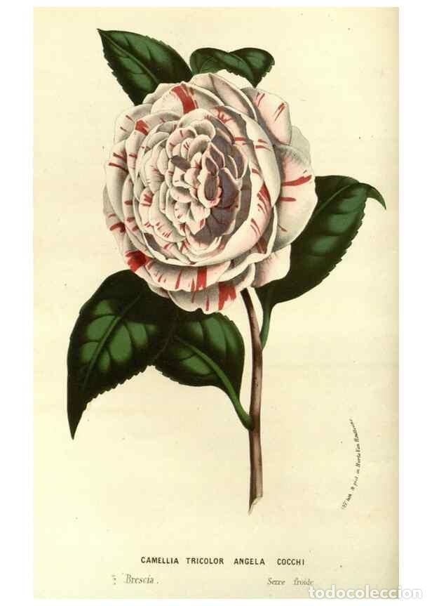 Collectionnisme de Revues et Journaux: Reproducci&oacute;n/Reproduction 49587932692: Flore des serres et des jardins de l'Europe. A Gand :chez Lou