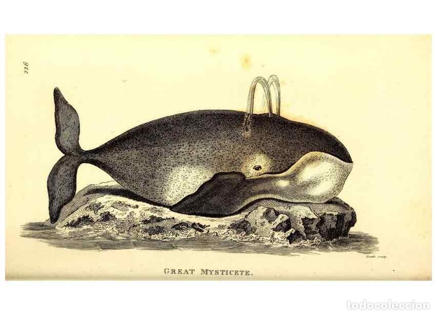 Collectionnisme de Revues et Journaux: Reproducci&oacute;n/Reproduction 49826546811: General zoology, or Systematic natural history. London,Printe